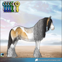 Horse Color:White Spotted Buckskin Onyx Tobiano Rabicano