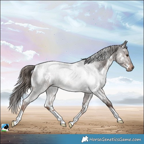 Horse Color:White Spotted Liver Red Roan Rabicano 