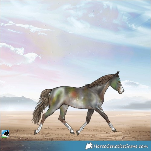 Horse Color:Liver Chestnut Sabino Rabicano