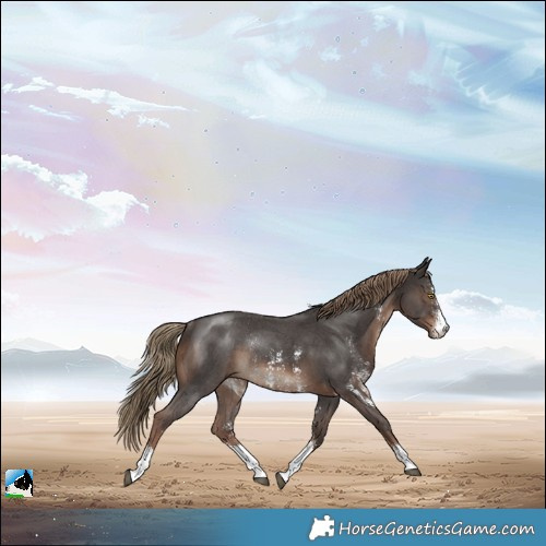 Horse Color:Liver Chestnut Sabino Rabicano