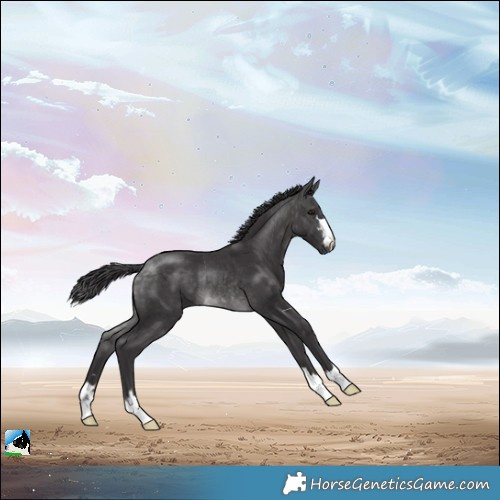 Horse Color:Platinum Buckskin Rabicano