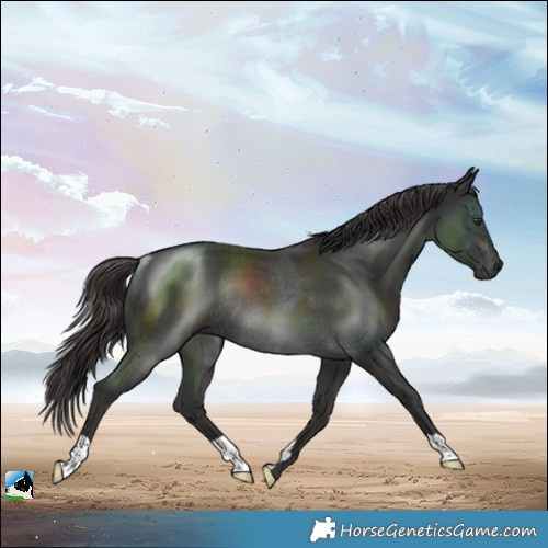 Horse Color:Platinum Liver Chestnut Rabicano 