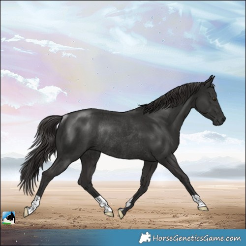 Horse Color:Platinum Liver Chestnut Rabicano