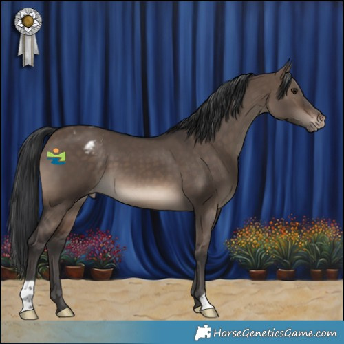 Horse Color:Brown Dun Appaloosa 