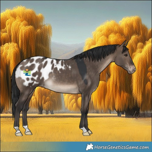 Horse Color:Brown Dun Appaloosa Rabicano