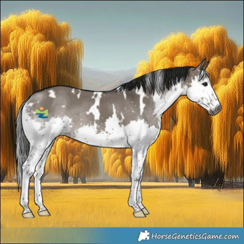 Horse Color:Gray White Spotted Grullo Splash 