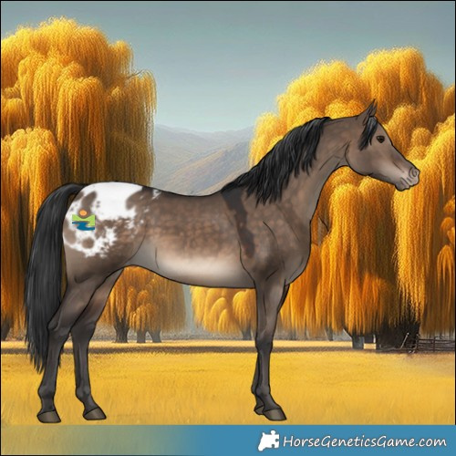 Horse Color:Brown Dun Appaloosa 