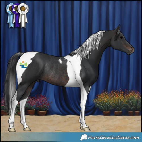 Horse Color:Brown Tobiano Rabicano