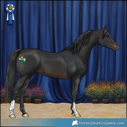 Horse Color:Brown 