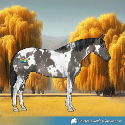 Horse Color:White Spotted Grullo Tobiano 