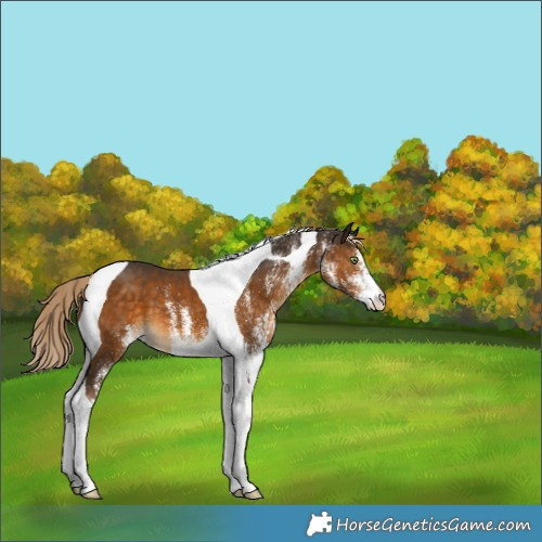 Horse Color:White Spotted Chocolate Palomino Tobiano