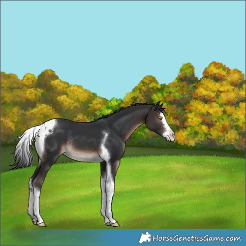 Horse Color:White Spotted Brown Splash Tobiano Rabicano 