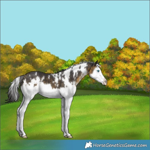 Horse Color:White Spotted Buckskin Splash 