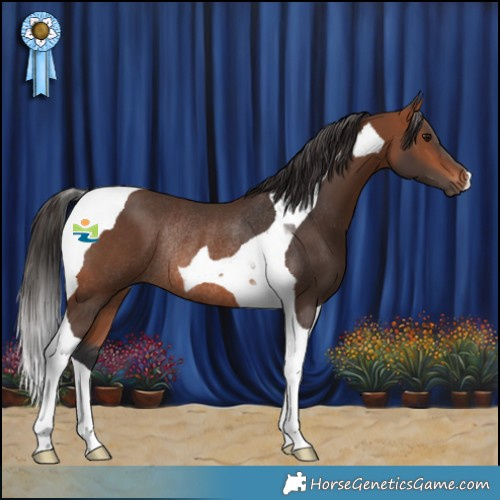 Horse Color:Bay Tobiano Rabicano 
