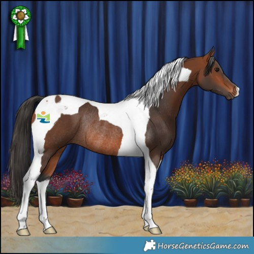 Horse Color:Bay Tobiano Rabicano 