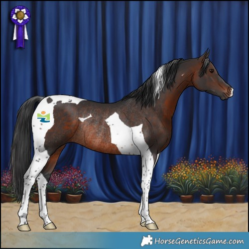 Horse Color:Brown Tobiano Rabicano