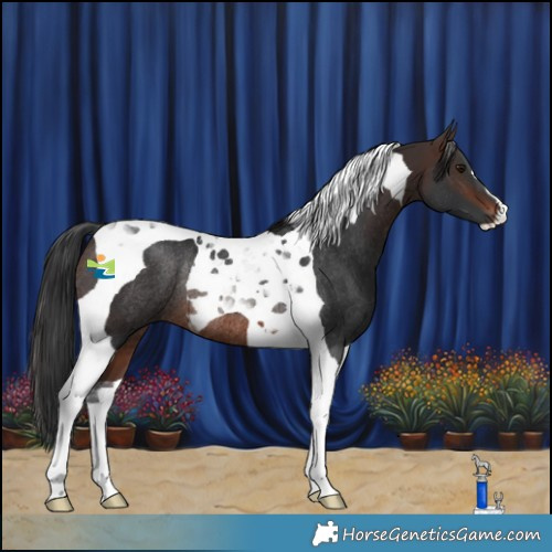Horse Color:Brown Tobiano Rabicano