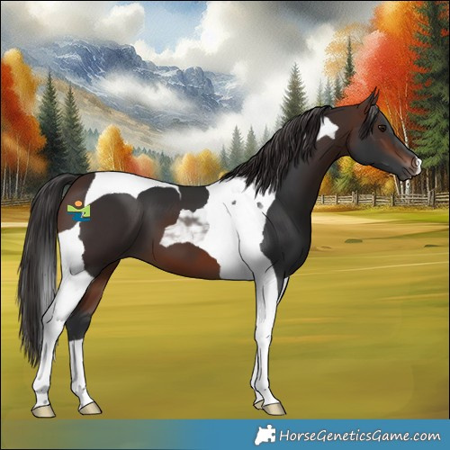 Horse Color:Brown Tobiano 