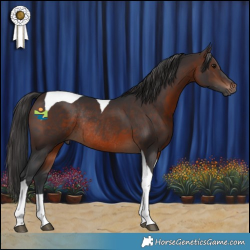 Horse Color:Brown Tobiano Rabicano