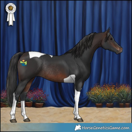 Horse Color:Brown Tobiano Rabicano 