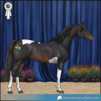 Horse Color:Brown Tobiano Rabicano 
