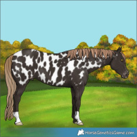 Horse Color:Liver Chestnut Blanket 