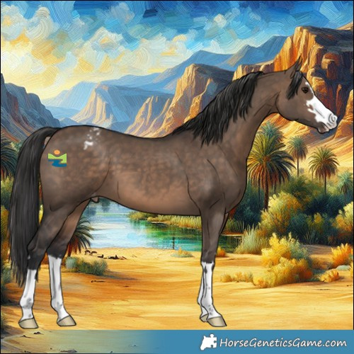 Horse Color:Brown Dun Appaloosa