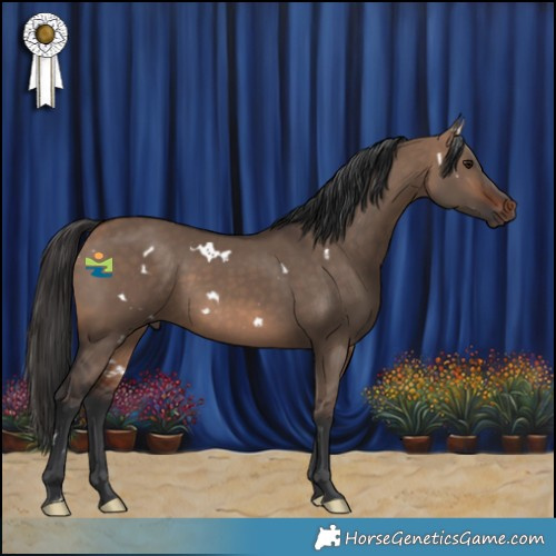 Horse Color:White Spotted Bay Dun 