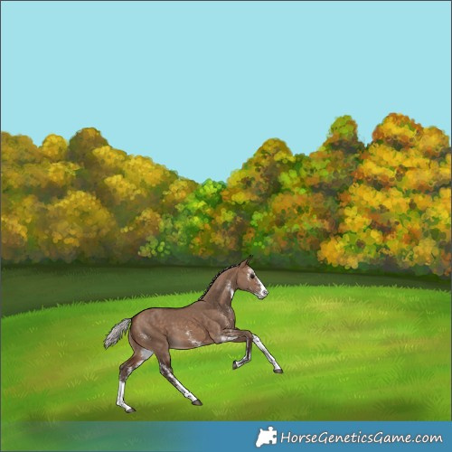 Horse Color:Silver Brown Dun Sabino 