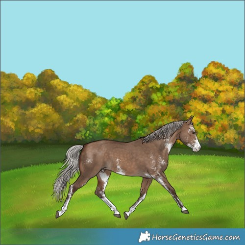 Horse Color:Silver Brown Dun Sabino 