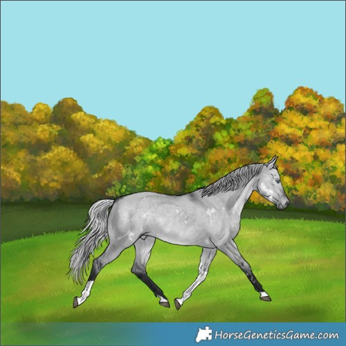 Horse Color:White Spotted Silver Brown Chinchilla Dun Tobiano