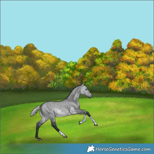 Horse Color:Silver Brown Chinchilla Dun Tobiano 