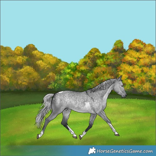 Horse Color:Silver Grullo Chinchilla Tobiano 