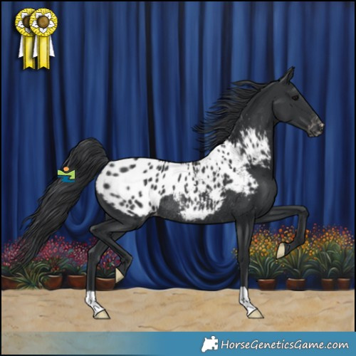 Horse Color:Black Appaloosa Rabicano