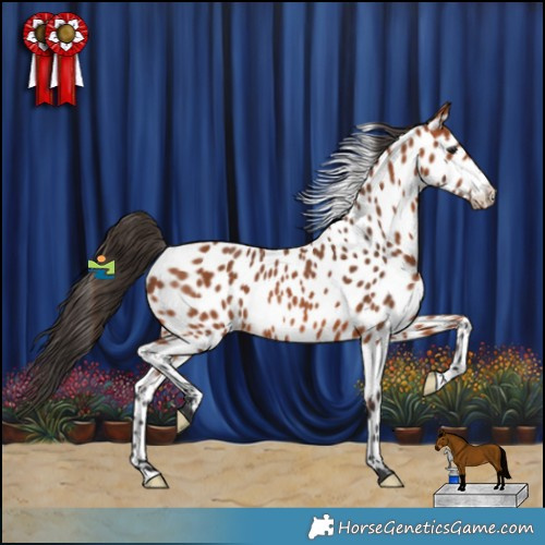 Horse Color:Bay Appaloosa Rabicano 