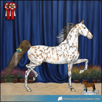 Horse Color:Buckskin Near Leopard Rabicano 