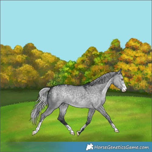 Horse Color:Silver Grullo Chinchilla Sabino 