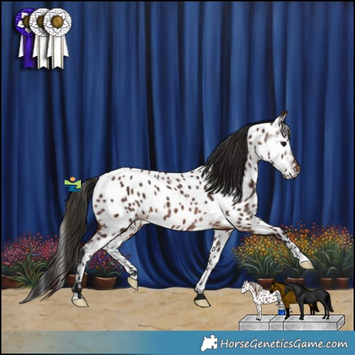 Horse Color:Gray Bay Appaloosa Rabicano