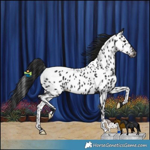 Horse Color:Gray Black Appaloosa Rabicano 