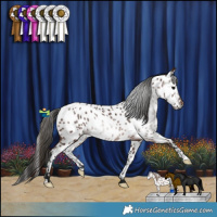 Horse Color:Gray Bay Near Leopard Rabicano 