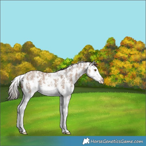Horse Color:Classic Champagne Sabino Splash 
