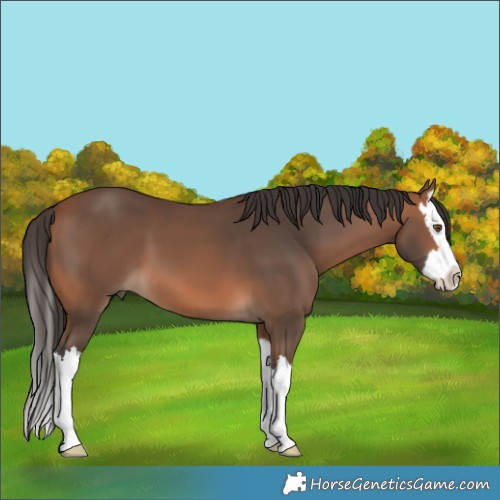 Horse Color:Bay Splash 