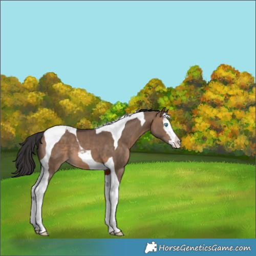 Horse Color:Brown Dun Splash Tobiano 
