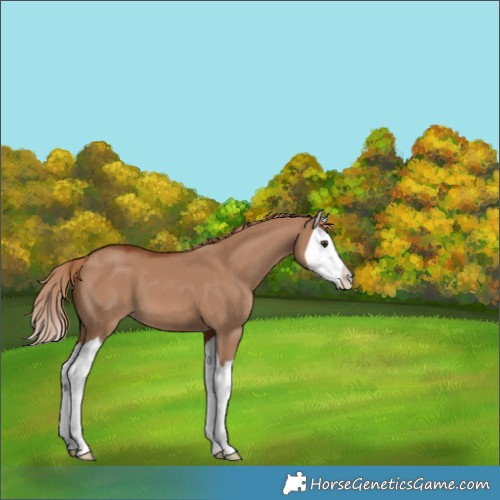 Horse Color:Red Dun Splash 