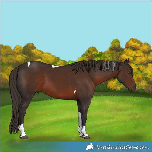 Horse Color:Liver Chestnut Tobiano 