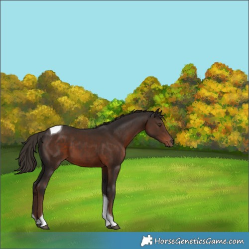 Horse Color:Liver Chestnut Tobiano 