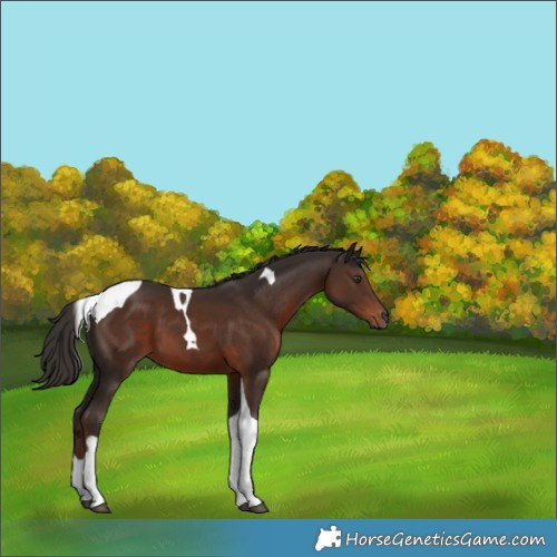 Horse Color:Liver Chestnut Tobiano 