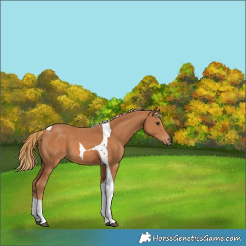 Horse Color:Chestnut Tobiano 