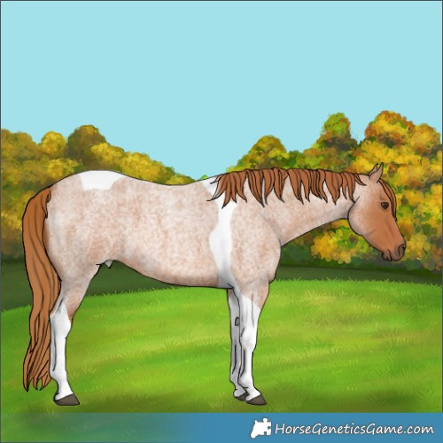 Horse Color:Red Roan Tobiano 