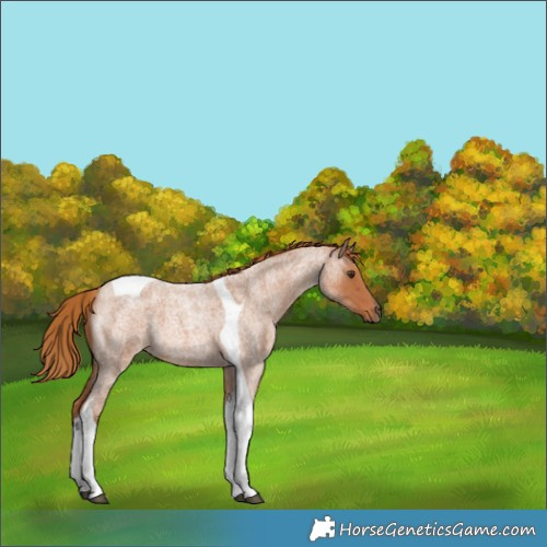 Horse Color:Red Roan Tobiano 